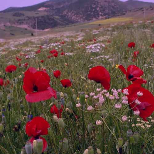 دانلود آهنگ حسن زیرک ده ترسم (ریمیکس)